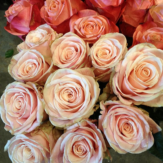 Coloured Roses – pastel