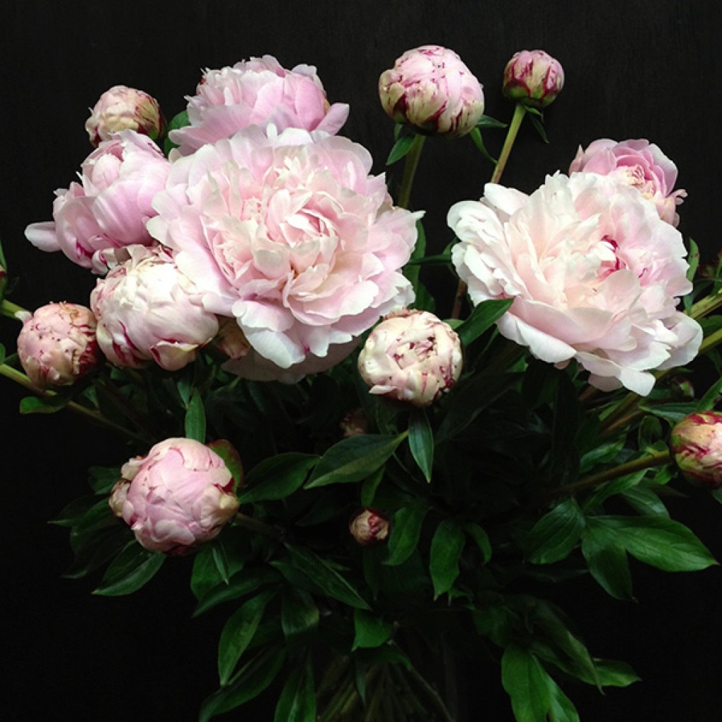 Peony Roses