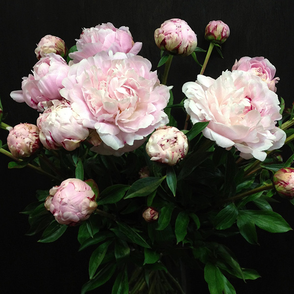 Peony Roses